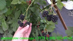 Ежевика ПОЛАР