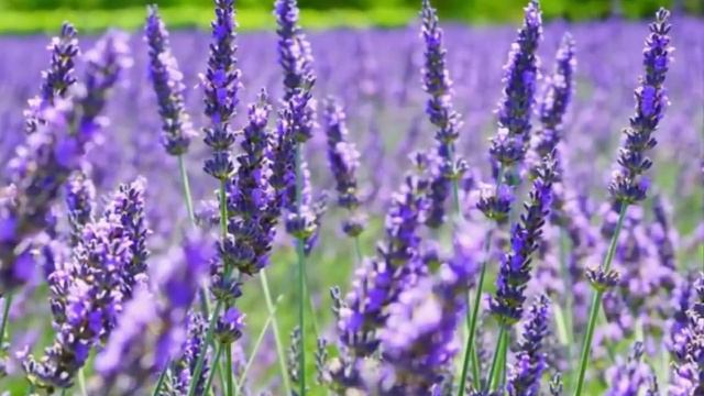 How To Plant Lavender Flowers In Pots For Ornamental Plants At Home смотреть онлайн
