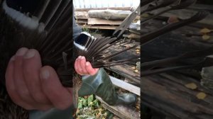 Андрей Лохматов. Подрезка крыльев. Подсадные утки.