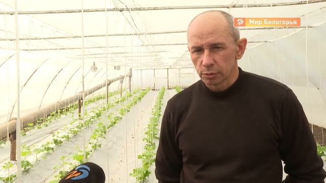 Прививка арбуза на тыкву смотреть онлайн