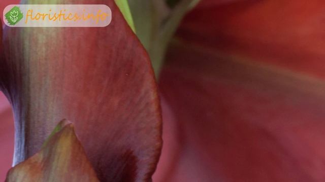 Уход за гиппеаструмом в домашних условиях смотреть онлайн