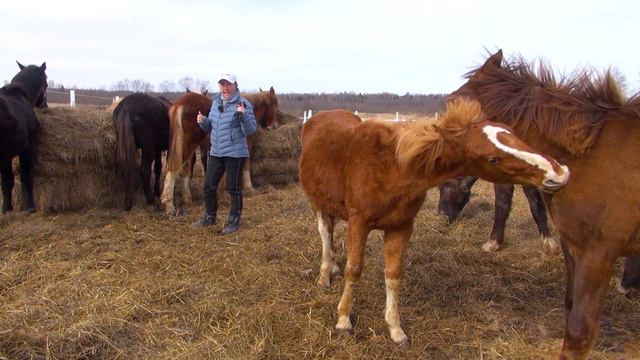 Психология молодой лошади или почему они разные. смотреть онлайн