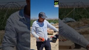 Пинкджейн F1 / Pinkjain F1 🍅 Жамбыльская область