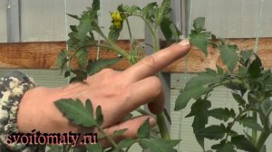 Пасынкуем томаты правильно