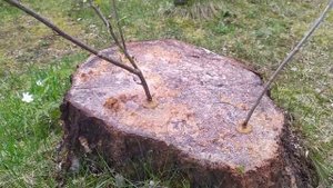 Смородина, прививка на березовый пень.  Видео 1