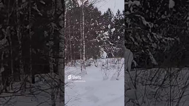 А за городом зима #SHORTS