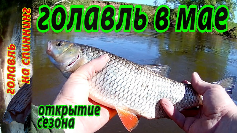 Ловля голавля весной на спиннинг. Удачная рыбалка на малой реке.