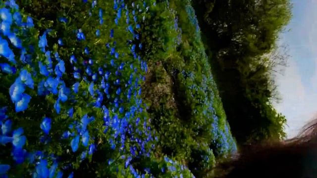 Baby Blue Eyes Nemophila