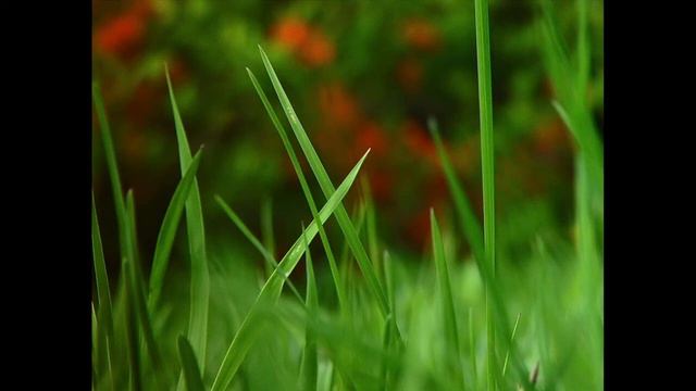 Мельница - Травушка (Зов крови) (instrumental) смотреть онлайн