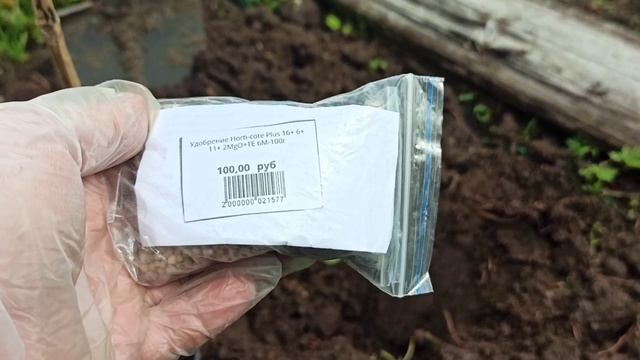 Посадка ремонтантной МАЛИНЫ смотреть онлайн