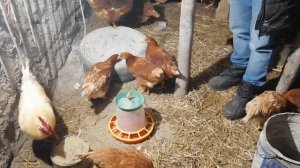 Что должно быть в курятнике,особенно в зимний период.
