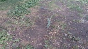 Мини коптильня , копчение рыбы , мяса , и сало вместе