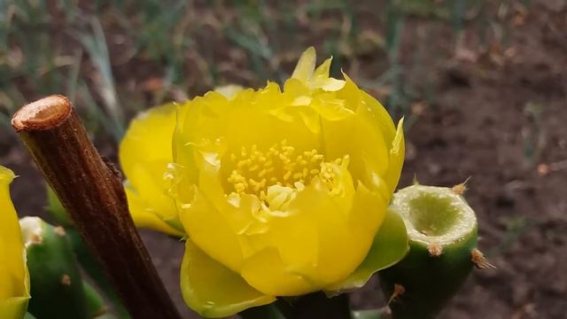 Кактус зацвел - Опунция индийская смотреть онлайн