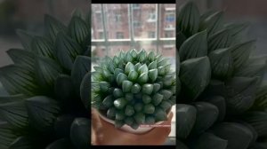 Diamond Succulent - Haworthia Cooperi | 多肉植物 | 다육이들 | Suculentas