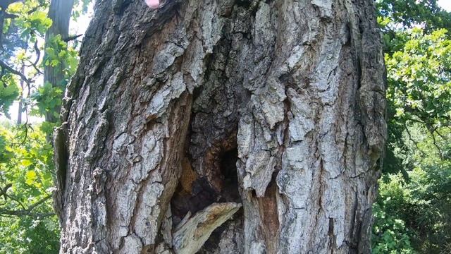 Дупла в которых жили пчелы в 2020 году. Нескучная жизнь. смотреть онлайн