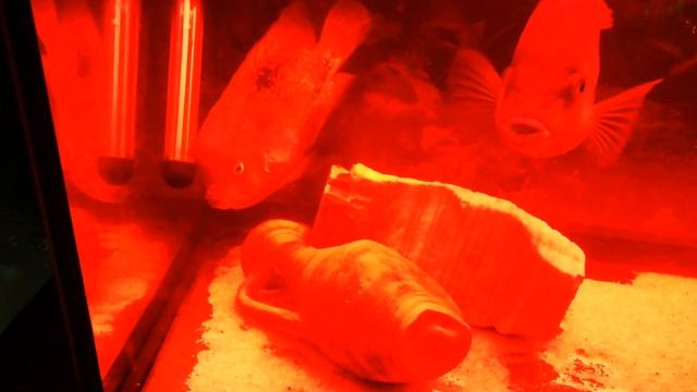 Красивые рыбки в аквариуме. Золотая рыбка. Выставка смотреть онлайн