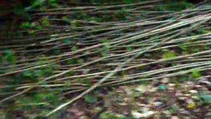 Как Сделать Плетеный забор Своими Руками / Wicker fence with their hands