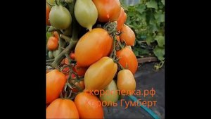 Томат Король Гумберт Roi Humbert 1870 год