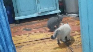 Кошачья братва (Здорово бандиты !!!)