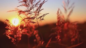 Вредные эмоции. 2 июня. День за днем в Ал-анон. Ежедневник для созависимых