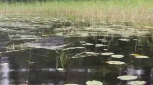 Вот и лето прошло. Отдых с палатками, рыбалка, грибы, лесная баня!