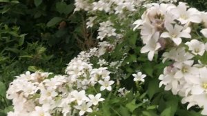 Колокольчик молочноцветковый Вайт