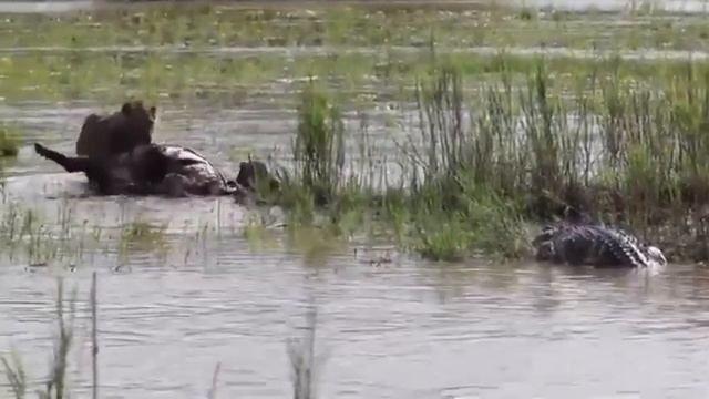 Лев против крокодила смотреть онлайн