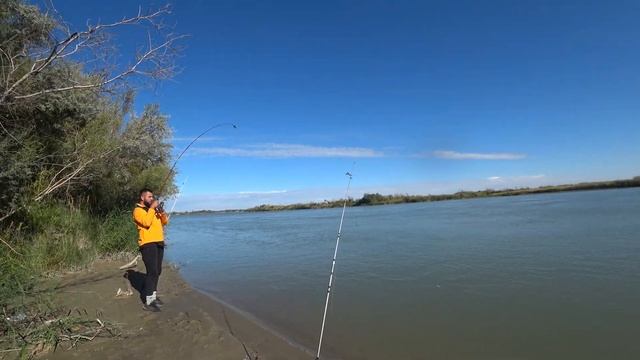 Рыбалка на реке Или(низовье). Ловим Сазана. Нашли СУПЕР МЕСТО. смотреть онлайн