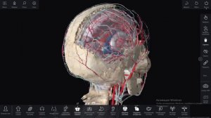 #3d анатомия Pirogov