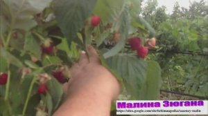 Малина Зюгана