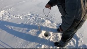 Килька вместо живца. Проверил на жерлицах