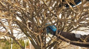 Готовим к зиме декоративный кустарник бересклет