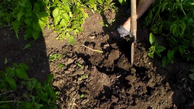 Первые пробы копать картошку 12 июня. смотреть онлайн