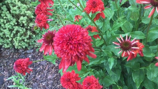 Эхинацеи- красивейшие цветы многолетники в садах echinos смотреть онлайн