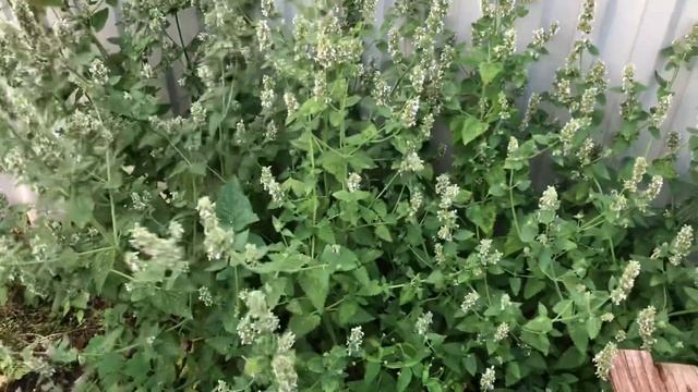 Дары уральского лета смотреть онлайн