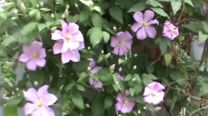 Clematis Flower Dancing Wind