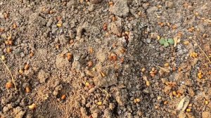 Обязательно осматривайте свои деревья: этот жук способен уничтожить полностью сад