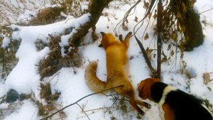 ОХОТА НА ЛИСУ. ДОБЫВАЕМ В ЛОЗАХ
