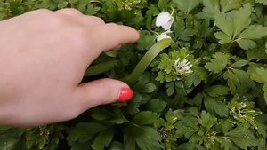 Анемоны и анемонеллы