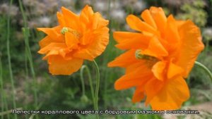 Все про мак: как выглядит, можно ли его выращивать на даче