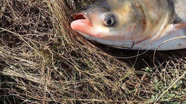 г.Михайловка. рыбалка! Толстолобик смотреть онлайн