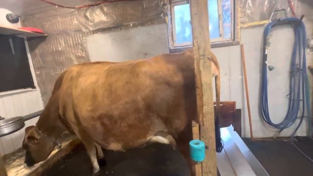 Отёк вымени у Коров. Как предотвратить отёк? Легко! смотреть онлайн