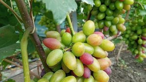 Виноград Гусар  Гусева Сергея Эдуардовича