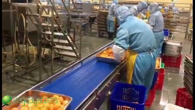 Производственная линия для очистки мандаринов от кожуры Vega Tangerine Peel F 1001