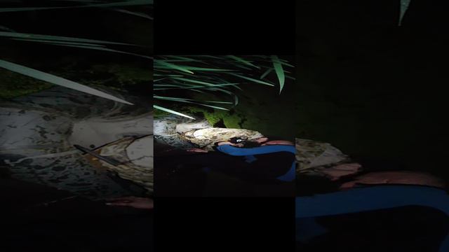 VID_20240611_222210.mp4