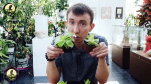 Жирянка. Хищные растения. Сергей Куницын