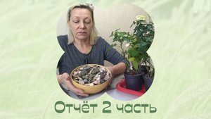 Литопсы и розы. Приняла советы, даю отчёт. 2 часть