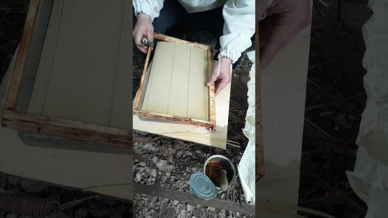 По старинке #bee