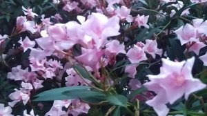 Олеандр - вечнозелёный кустарник с ароматными цветами.