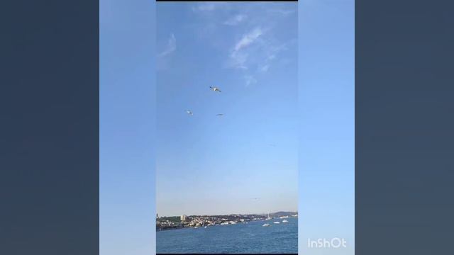 Чайки